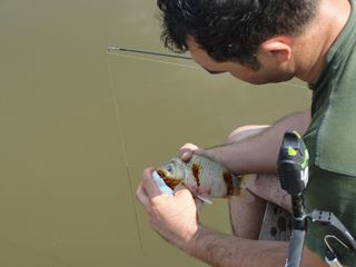 Magura 9 1 - 3 aug.